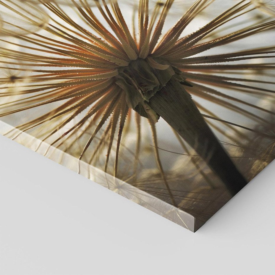 Obraz na płótnie - dmuchawiec, nasiona, natura