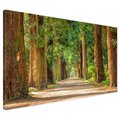 Obraz na płótnie - las, drzewa, ścieżka