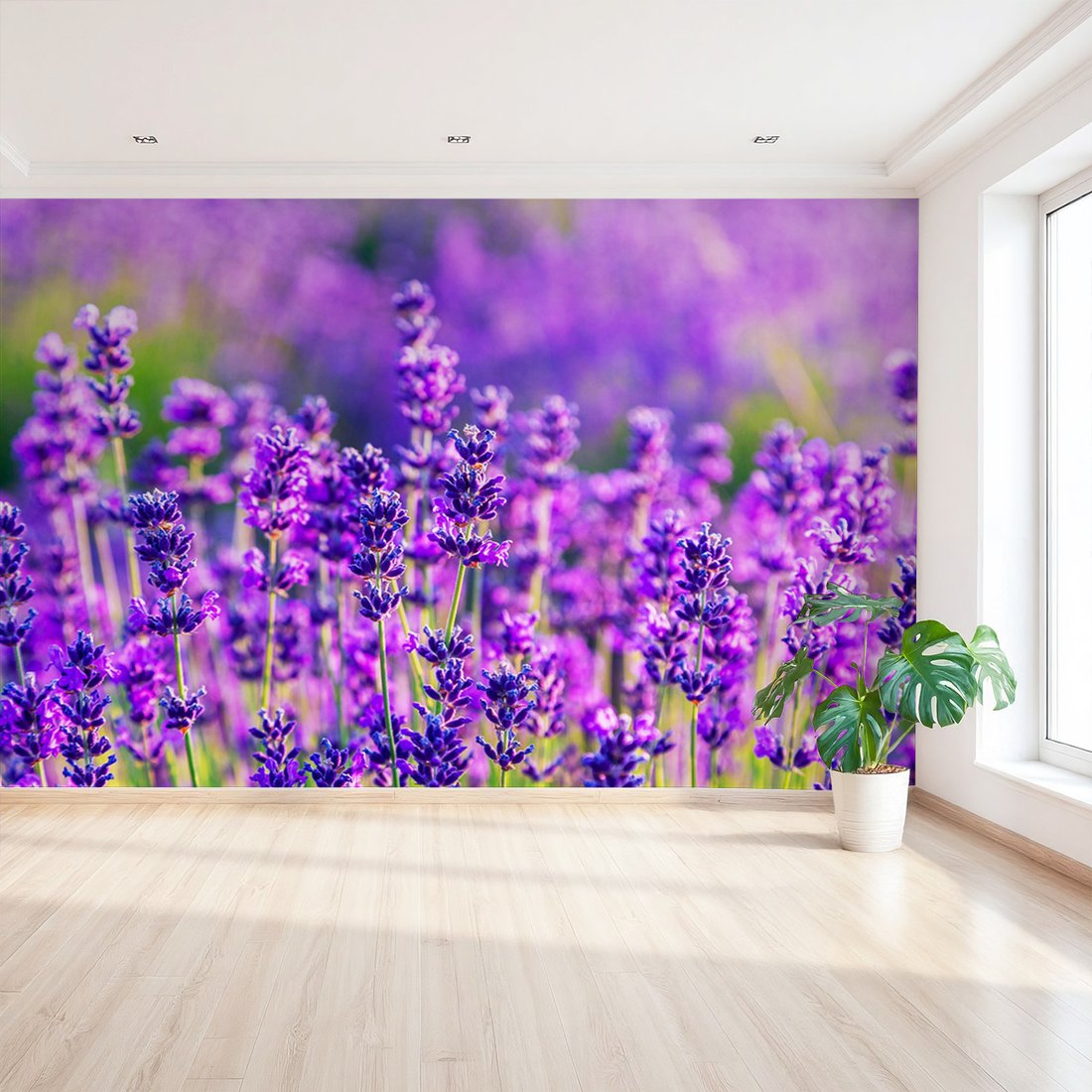 Fototapeta - lawenda, kwiaty, fioletowy