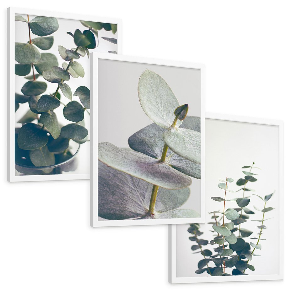 Zestaw obrazy w ramie, plakaty - eukaliptus, liście, gałązki - rama biała