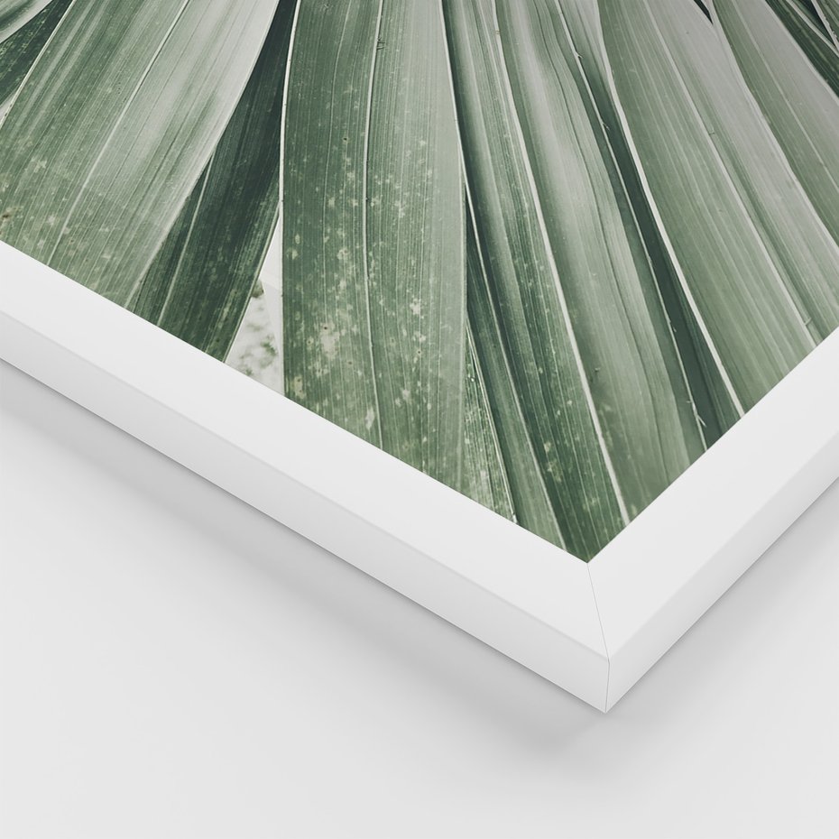 Zestaw obrazy w ramie, plakaty - liście palmowe, rośliny, natura - rama biała