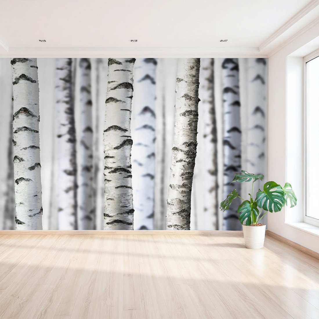 Fototapeta - brzozy, drzewa, las