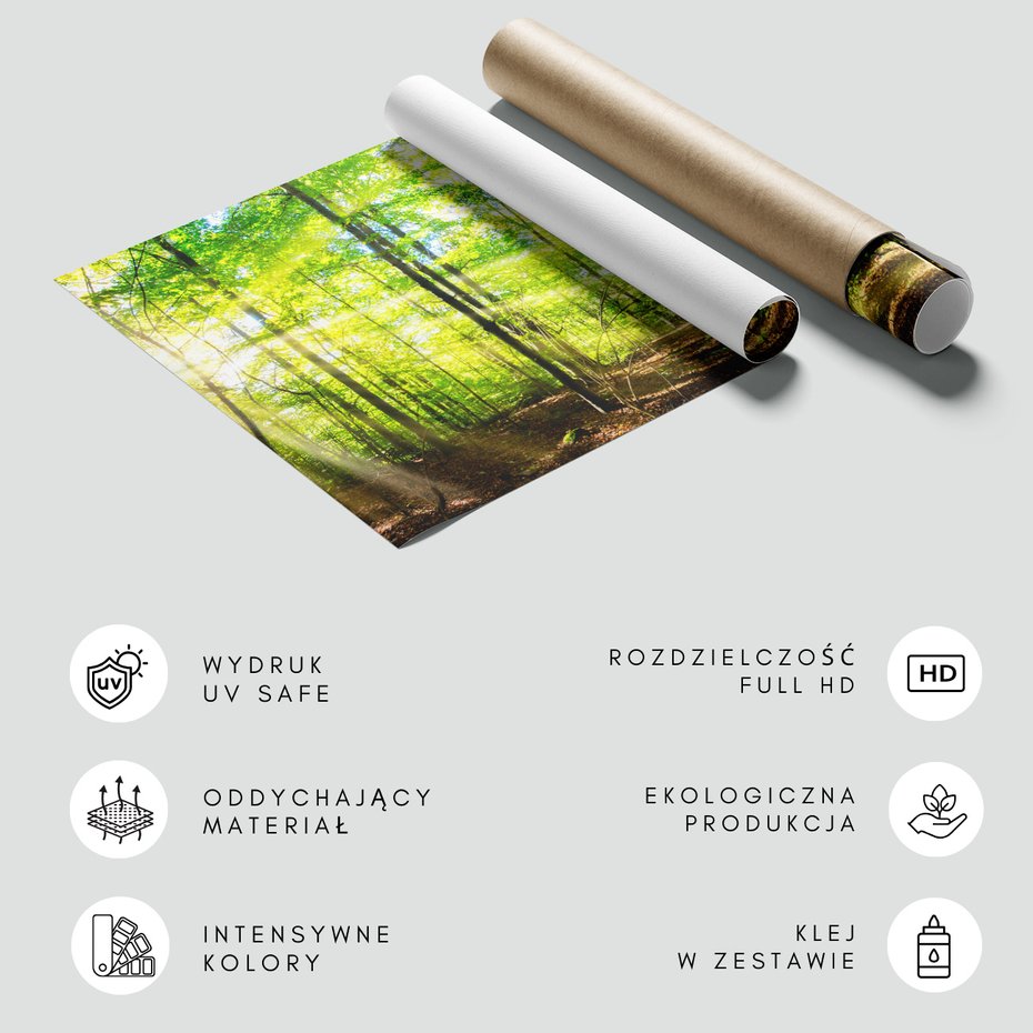 Fototapeta - las, drzewa, światło