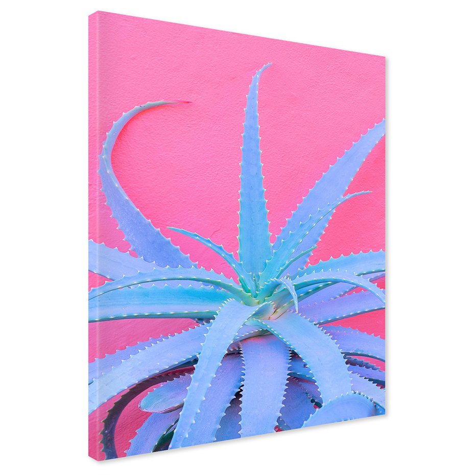 Obraz na płótnie - aloes, roślina, różowy