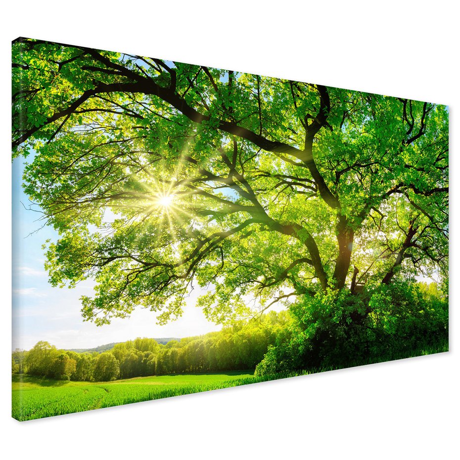 Obraz na płótnie - drzewo, słońce, natura