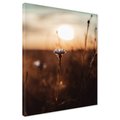 Obraz na płótnie - kwiat, zachód słońca, natura