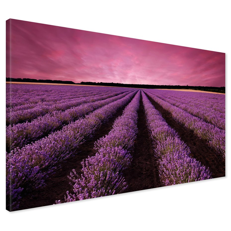 Obraz na płótnie - lawenda, pole, fioletowy