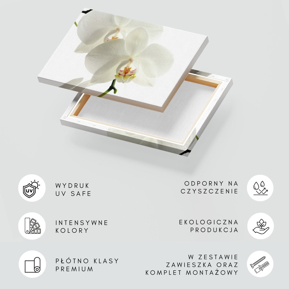 Obraz na płótnie - kwiaty, orchidee, białe,