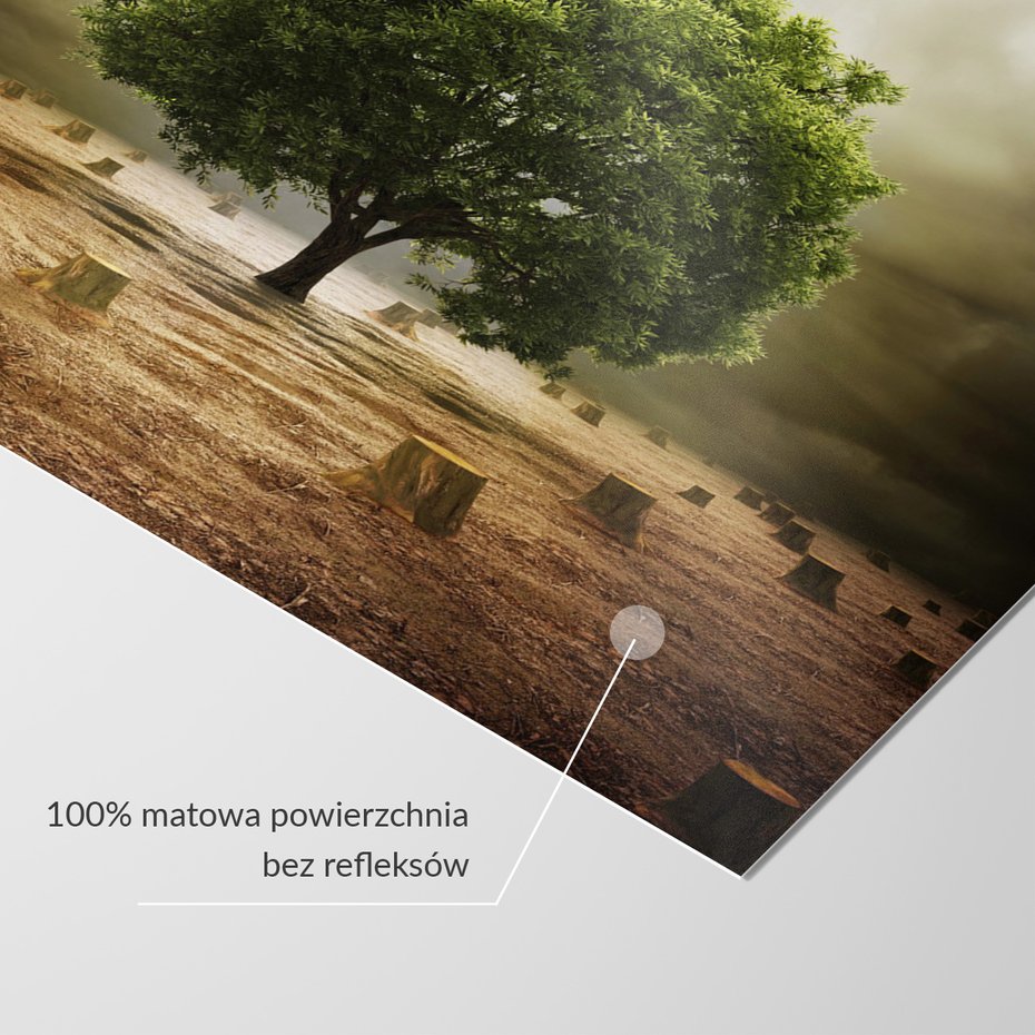 Fototapeta - drzewo, pniaki, natura