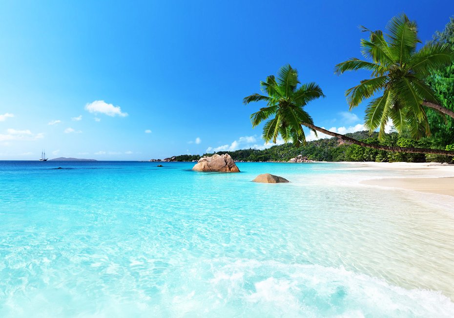 Fototapeta - plaża, morze, palmy