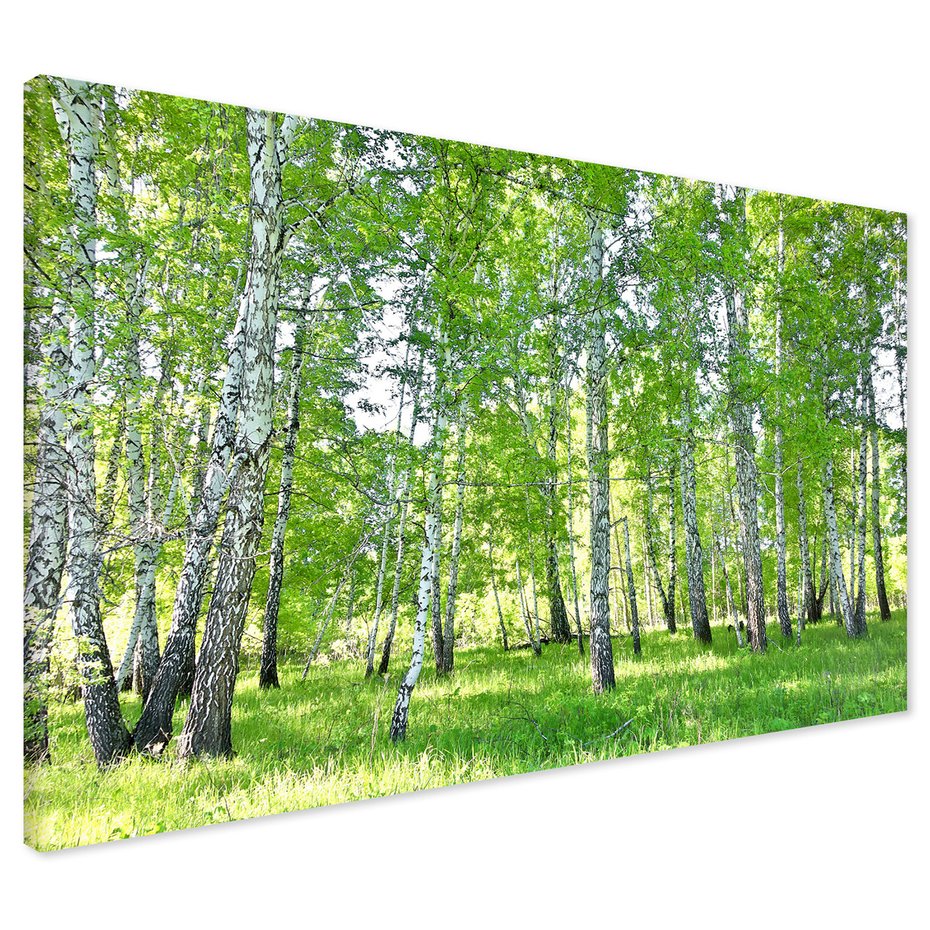 Obraz na płótnie - las, brzozy, natura