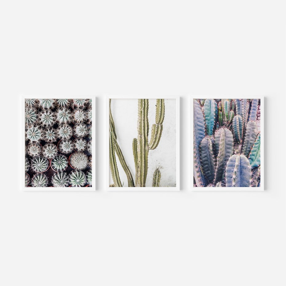 Zestaw obrazy w ramie, plakaty - kaktusy, rośliny, kolce - rama biała