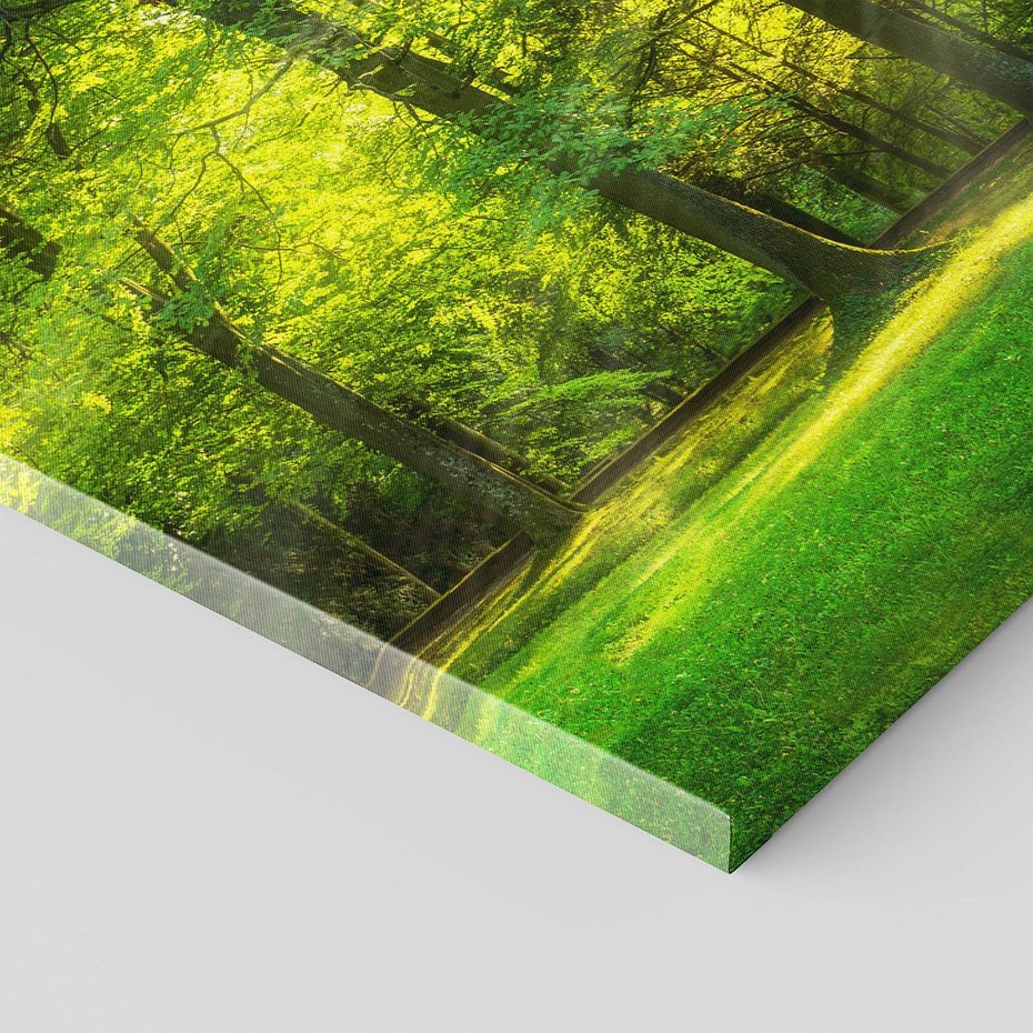 Obraz na płótnie - las, drzewa, natura