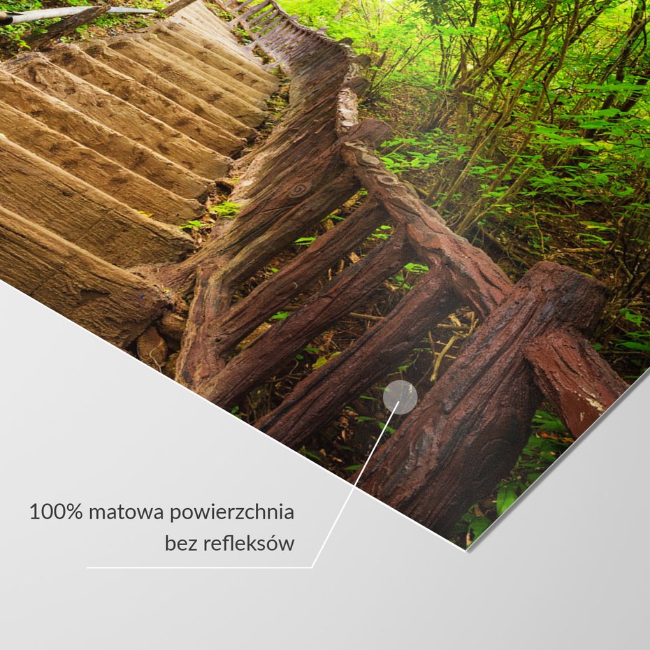 Fototapeta - las, schody, natura