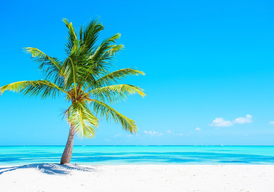 Fototapeta - palma, plaża, morze