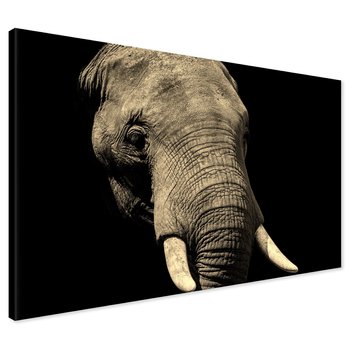 Obraz na płótnie - słoń, zwierzę, afrykański