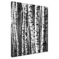 Obraz na płótnie - las, brzozy, drzewa