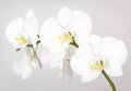 Fototapeta - kwiaty, orchidea, białe,