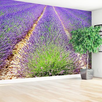 Fototapeta - lawenda, pole, fioletowy