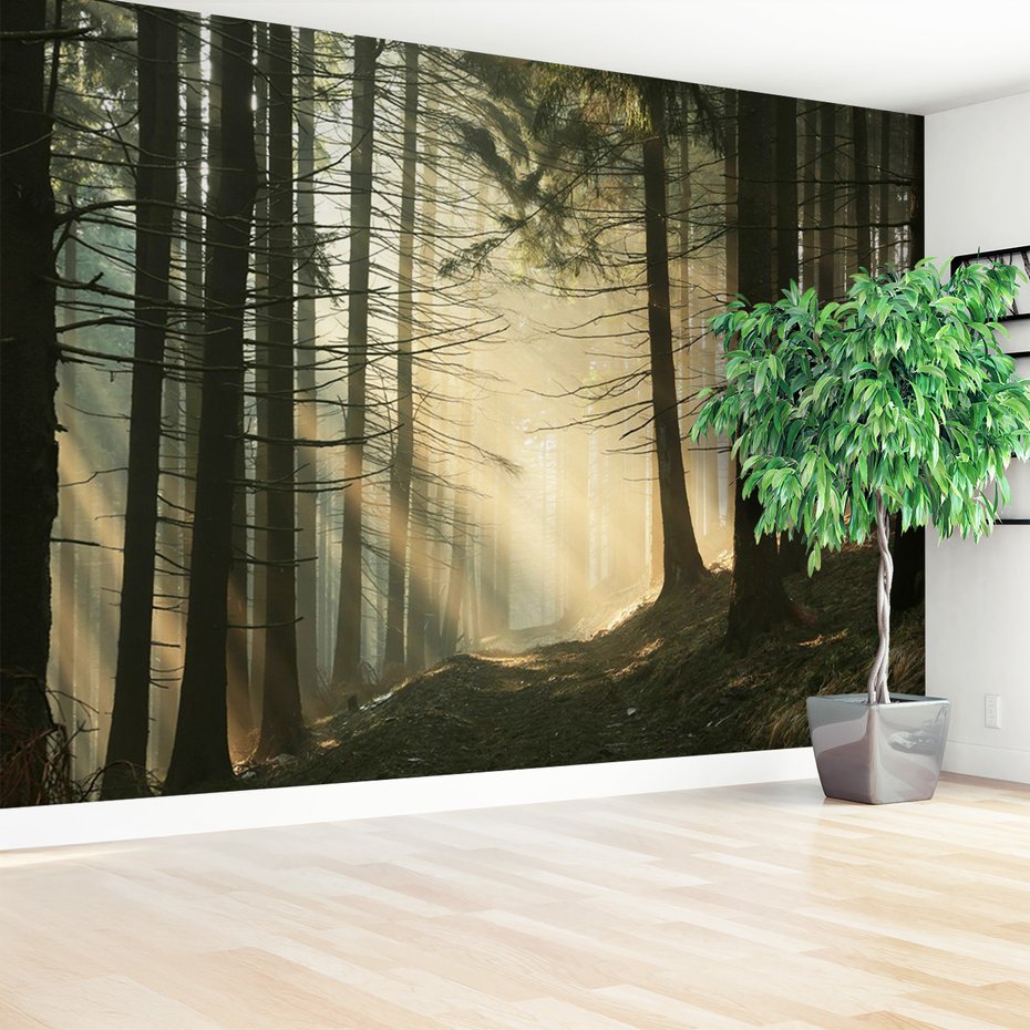 Fototapeta - las, drzewa, mgła