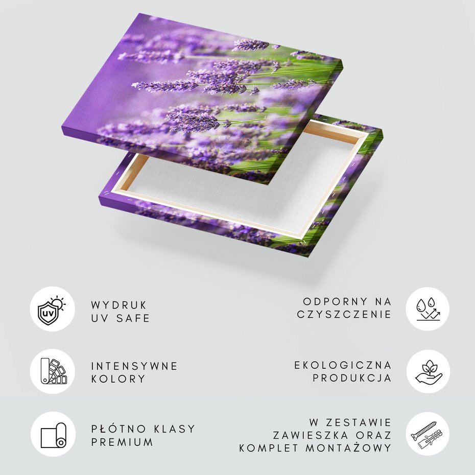 Obraz na płótnie - lawenda, kwiaty, fioletowy