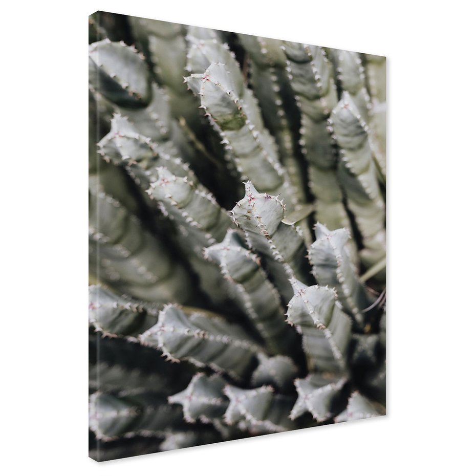 Obraz na płótnie - kaktus, sukulent, kolce