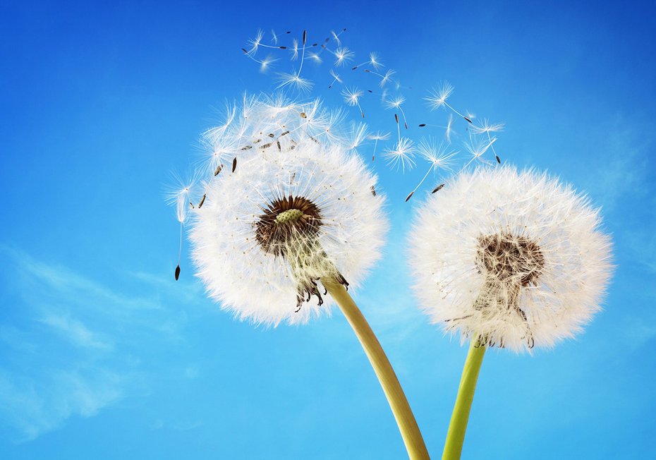 Fototapeta - dmuchawce, niebo, natura