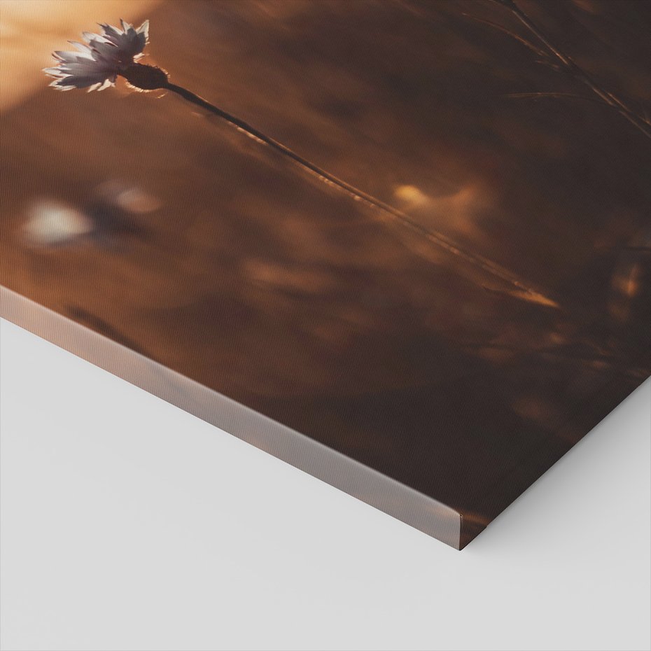 Obraz na płótnie - kwiat, zachód słońca, natura