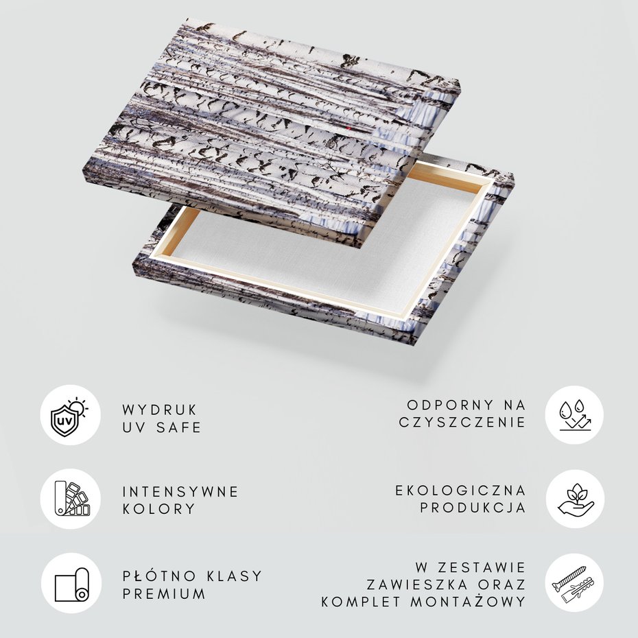 Obraz na płótnie - las, brzozy, zima