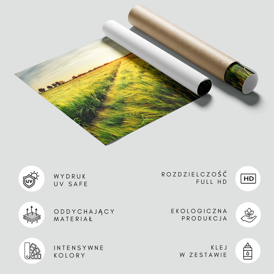 Fototapeta - pole, trawa, słońce