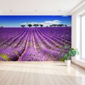 Fototapeta - lawenda, pole, lato