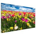 Obraz na płótnie - kwiaty, tulipany, wiosna