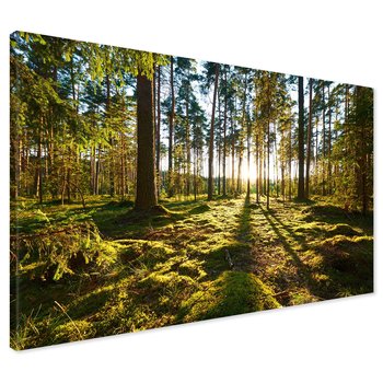 Obraz na płótnie - las, drzewa, natura