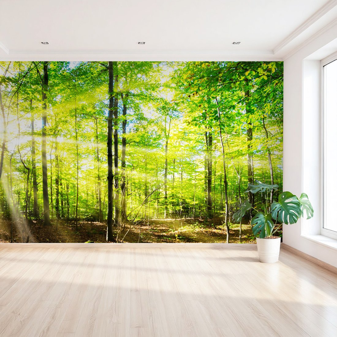 Fototapeta - las, drzewa, światło