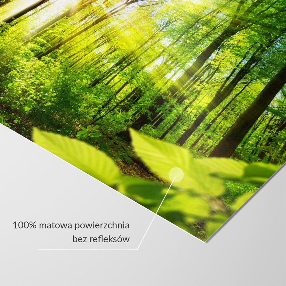 Fototapeta - las, słońce, drzewa