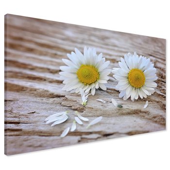 Obraz na płótnie - kwiaty, stokrotki, natura
