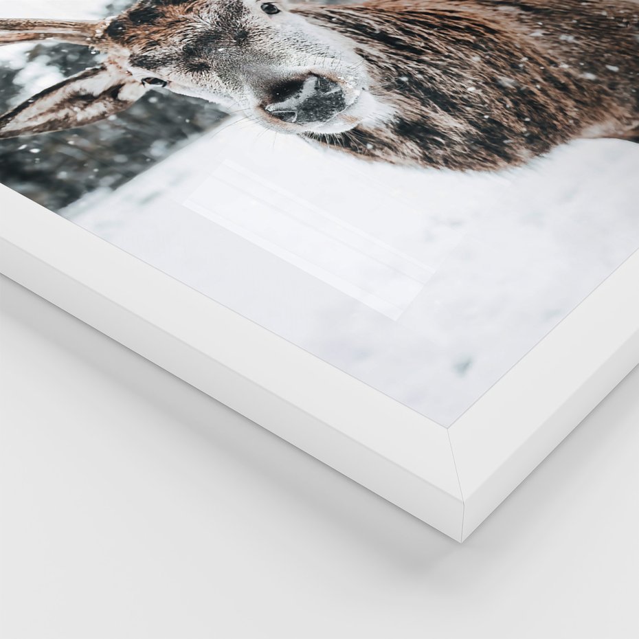 Zestaw obrazy w ramie, plakaty - zwierzęta, zima, śnieg - rama biała