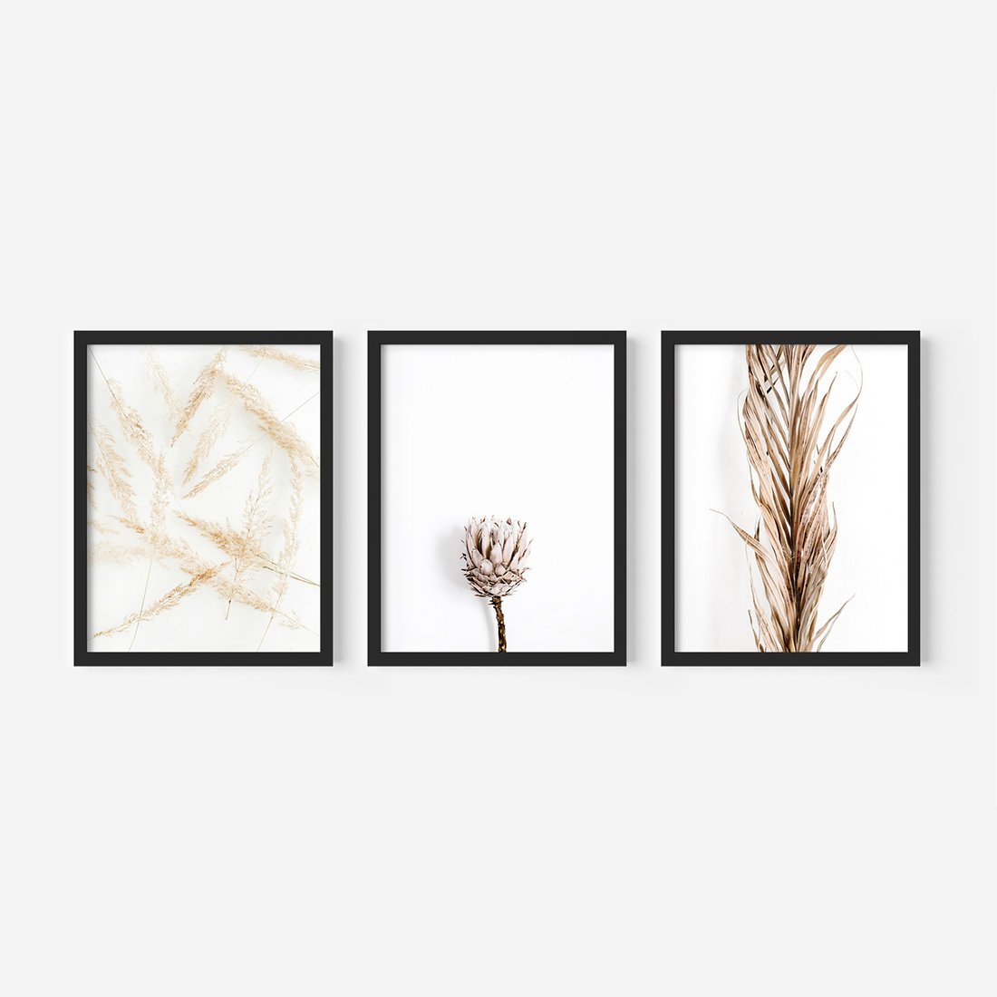 Zestaw obrazy w ramie, plakaty - roślina, suchy, kwiatostan - rama czarna