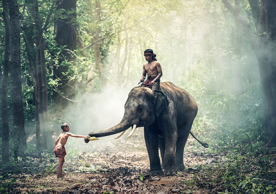 Fototapeta - słoń, chłopcy, las