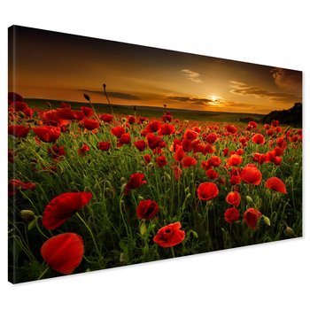 Obraz na płótnie - maki, pole, zachód słońca