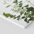 Obraz na płótnie - eukaliptus, liście, roślina