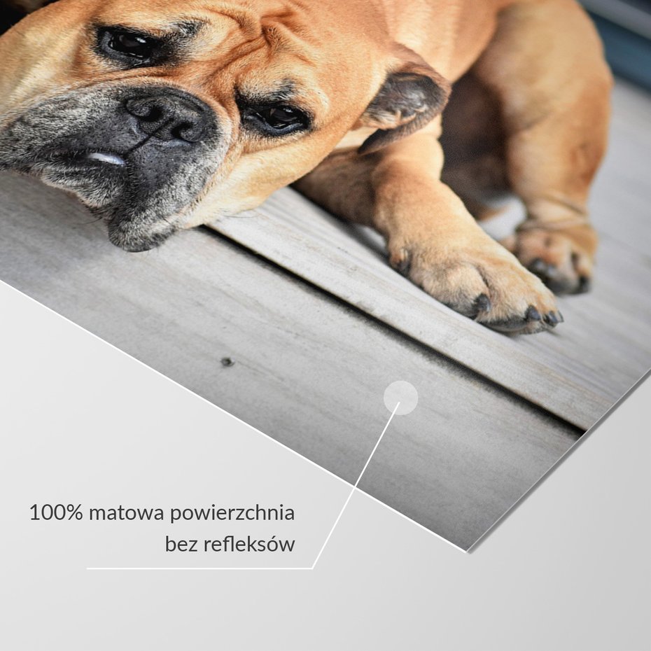 Fototapeta - pies, buldog, smutny