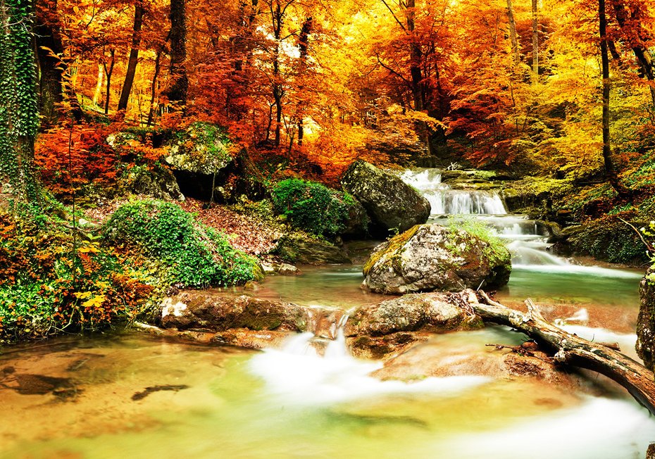 Fototapeta - las, wodospad, jesień