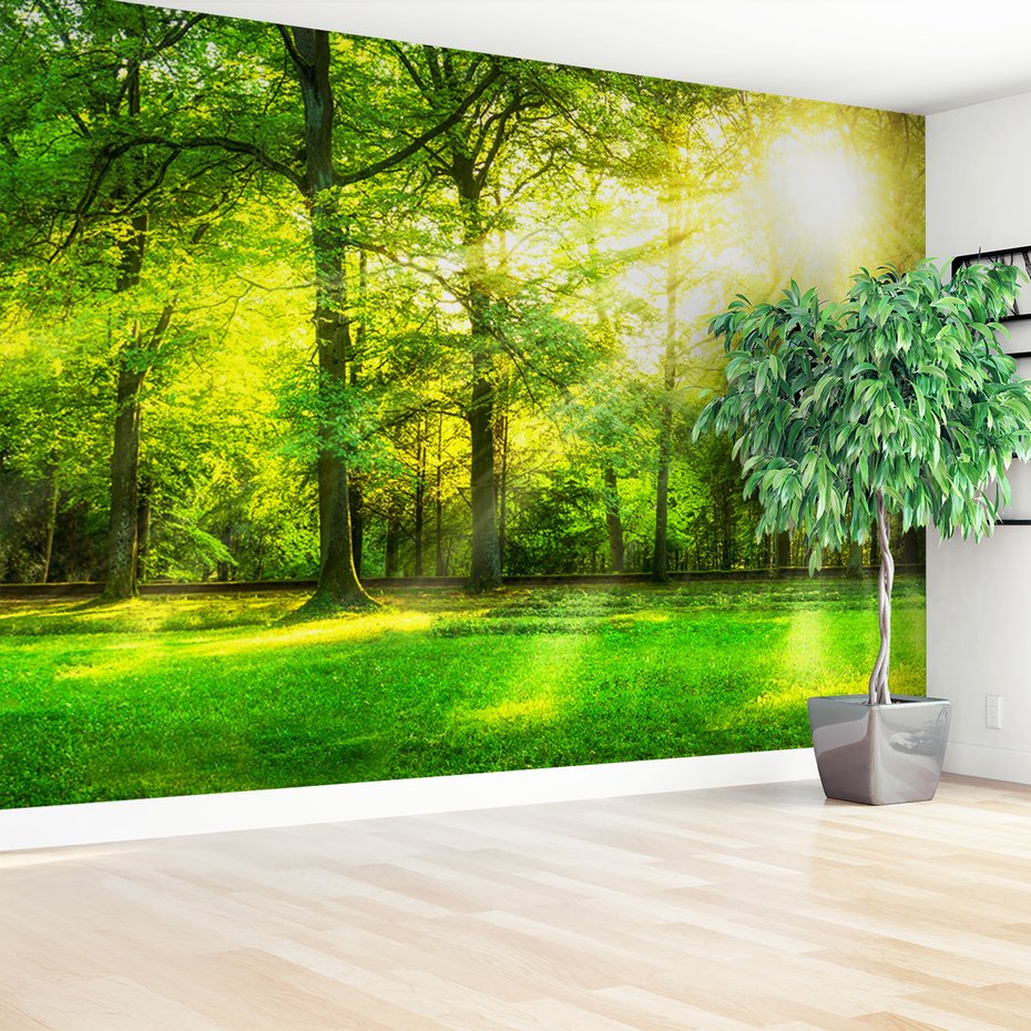 Fototapeta - las, drzewa, słońce