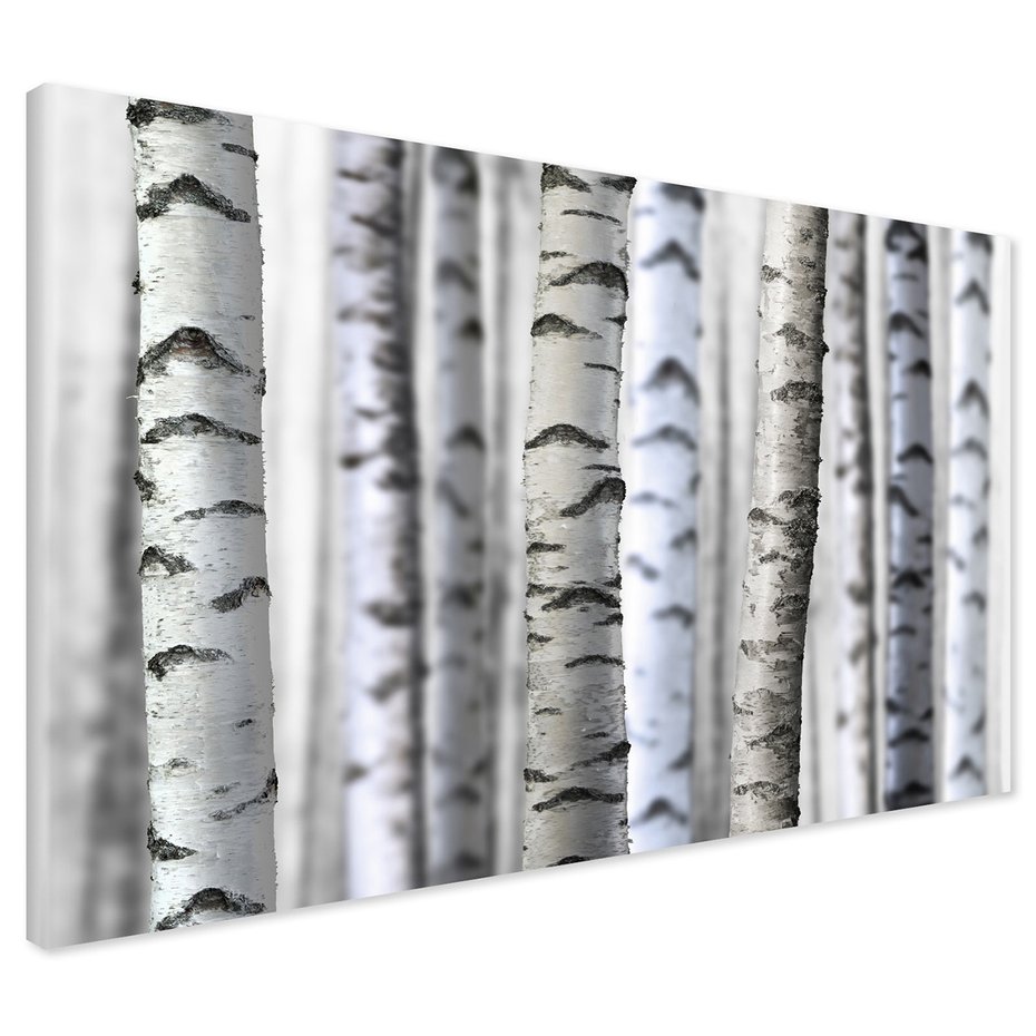 Obraz na płótnie - brzoza, drzewa, las