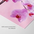 Fototapeta - orchidee, kwiaty, różowy
