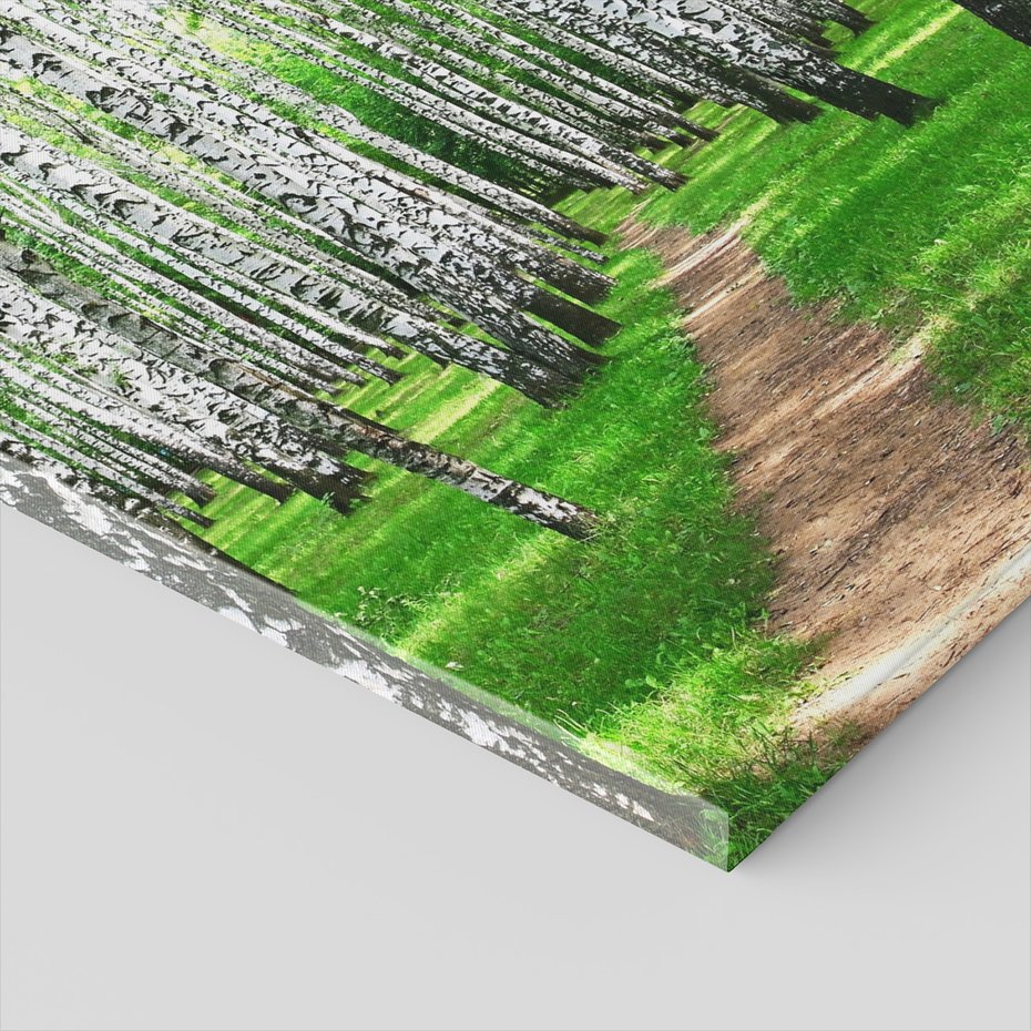 Obraz na płótnie - las, brzozy, natura