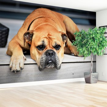 Fototapeta - pies, buldog, smutny