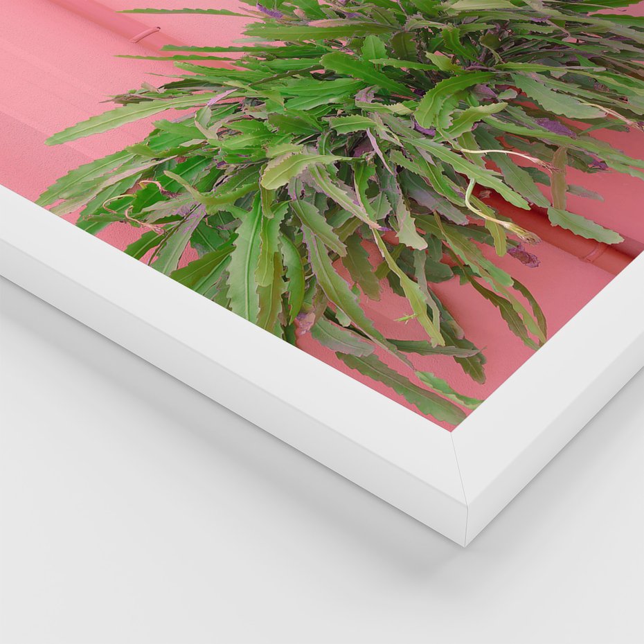 Zestaw obrazy w ramie, plakaty - rośliny, kaktusy, różowy - rama biała