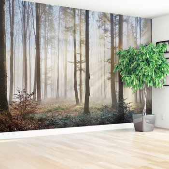 Fototapeta - las, mgła, drzewa